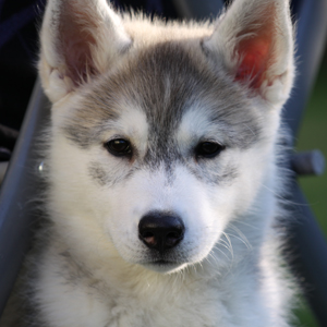 Luna